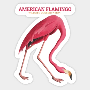 American Flamingo Wildlife Conservation Sticker